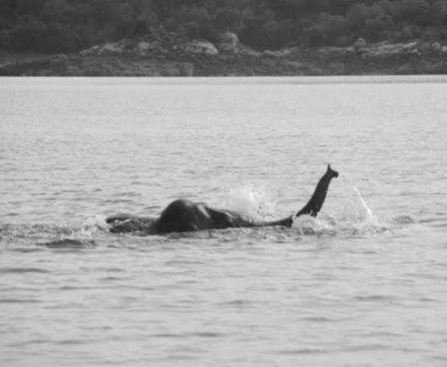 Gal Oya Lodge Galgamuwa  Dış mekan fotoğraf